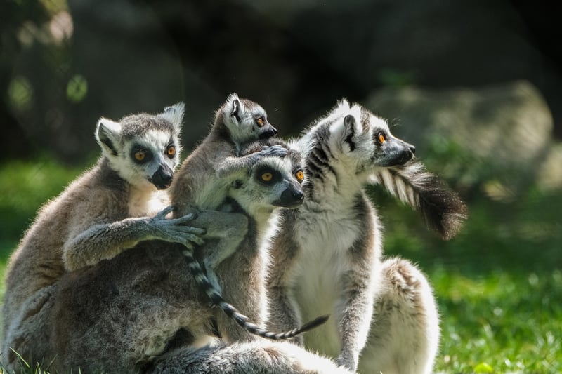 Group Therapy